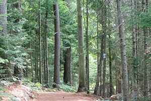 Accessible Adirondack Forest Path
